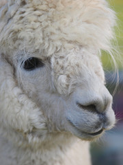 Fototapeta premium Alpaca Headshot