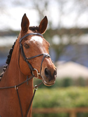 Obraz premium Horse In Bridle Headshot
