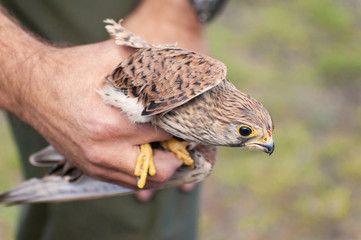Common Kestrel (Falco tinnunculus) injured in the hands of a veterinarian