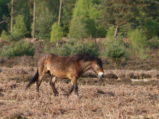 Wild Pony