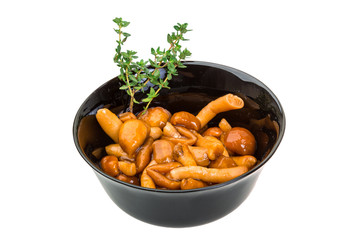 Armillaria