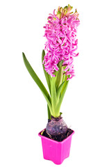 Naklejka na ściany i meble Flowering hyacinth