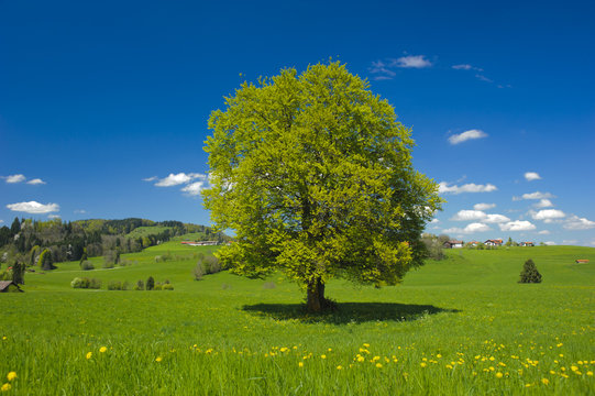 single big beech tree in meadow at summer