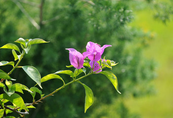 Bougainvillea