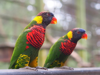 Rainbow Lorikeet