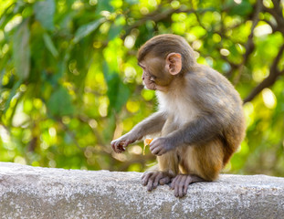 Baby macaque eating an orange