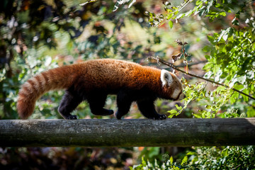 Panda roux