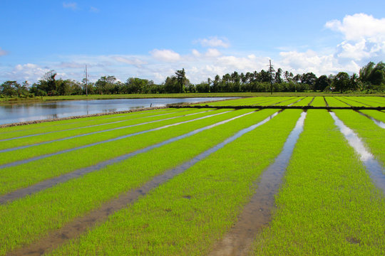 Rice field in Philippinian country side