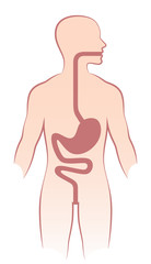 Fototapeta premium Human stomach