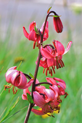 LIS MARTAGON 1 © 357680 ANDRE CUZEL