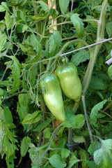 Paprika tomato
