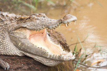 crocodile relaxing