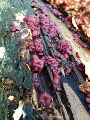 pilze auf einem baum