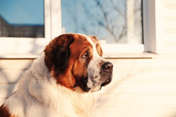 A large dog protects its territory