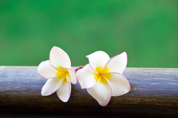 Fototapeta na wymiar Pink frangipani flowers