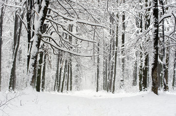 winter forest