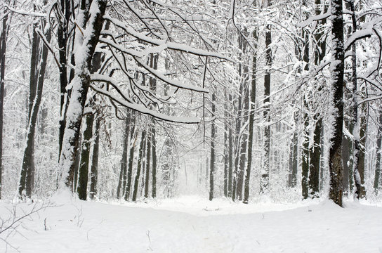 winter forest © Pakhnyushchyy