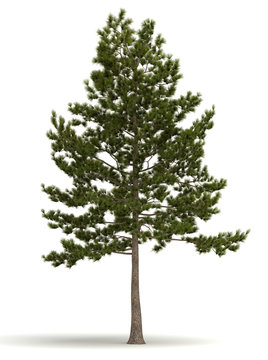 Single Pine Tree