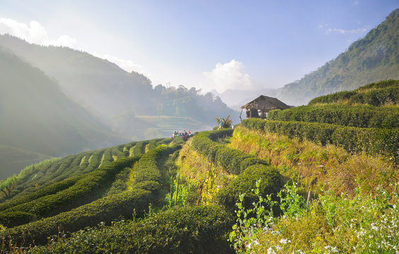 Tea plantation in Doi Ang Khang, Chiang Mai, Thailand