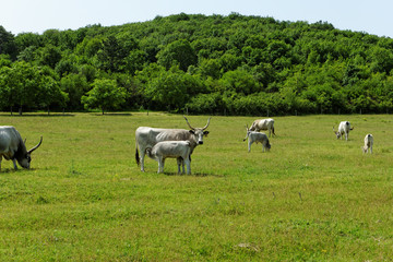 Obraz premium Hungarian grey cattle