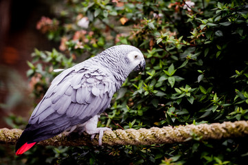 Perroquet gris du gabon