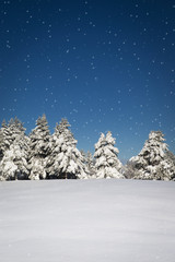 Beautiful winter scene with forest, fresh snow and snowflakes