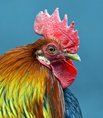 Portrait pet rooster on the farm