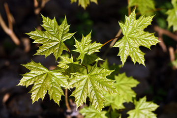 Green maple leaves