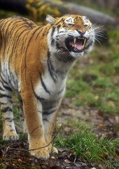 Amur Tiger