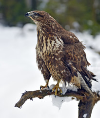 Buzzard