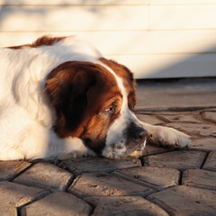 sad dog by owner
