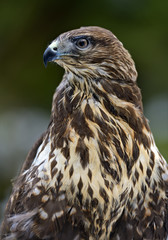 Buzzard