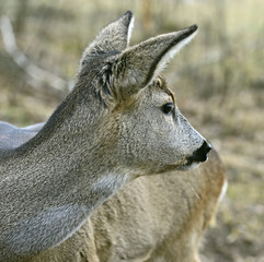 Red deer in their natural habitat