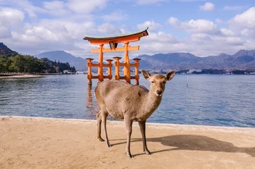 Tuinposter a big torii and deer at miyajama, japan © hacksss23