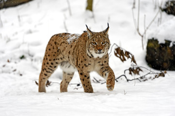 Naklejka premium winter Lynx
