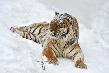 Amur Tiger