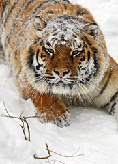 Amur Tiger