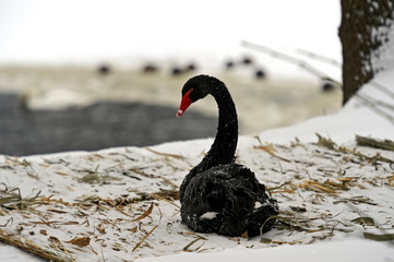 Black Swan in winter nature