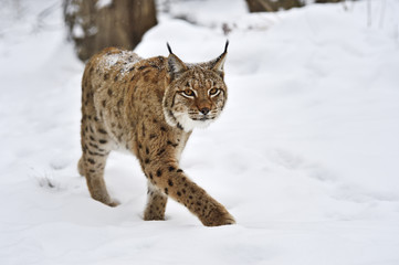 Winter Lynx