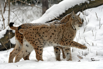 Winter Lynx