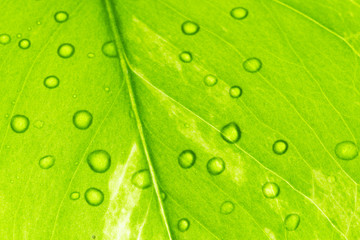 green leaf with dew