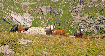 Die milchreichen Sieben - ein Kuh-Breitbild