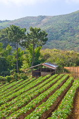Fototapeta na wymiar strawberry plantation at Doi Angkhang, Chiang Mai in Thailand