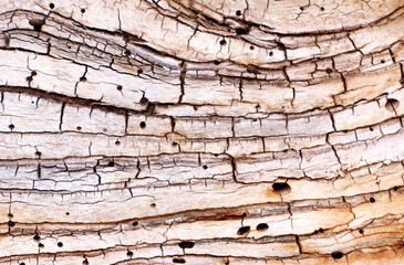 Old patient tree texture