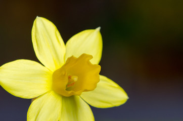 Fototapeta premium yellow daffodil