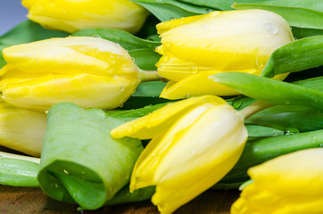 Naklejka na ściany i meble yellow tulips