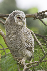 Wild baby Tawny owl sitting on a branch / Strix aluco