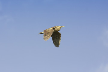 bittern in flight (Botaurus stellaris)