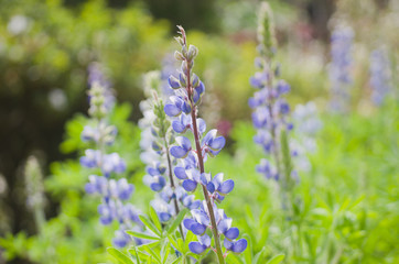 Obraz premium Lavender blooming in the North of Thailand