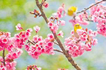 white-eye Bird on Cherry Blossom and sakura